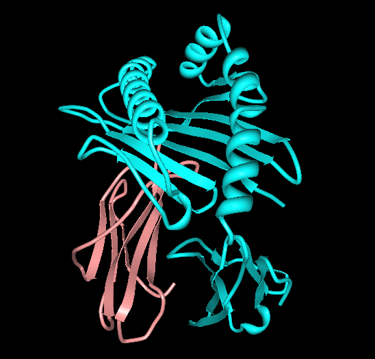 Photograph of HLA-A68 antigen